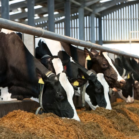 13.03.2025 cows eating silage