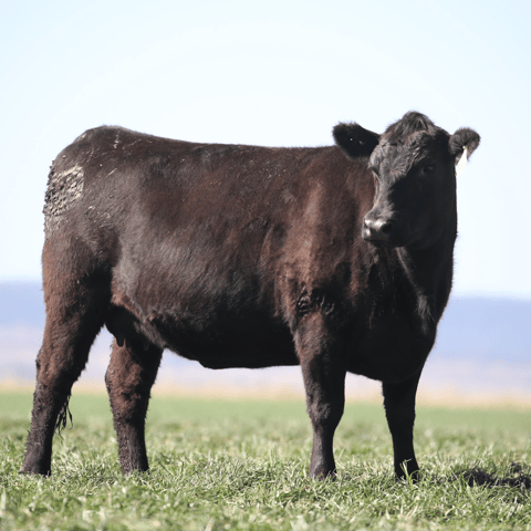 The Right Genetics for a Cow Herd
