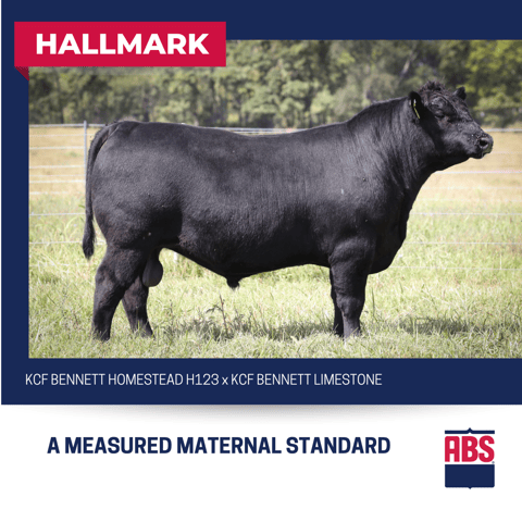 HALLMARK (2)